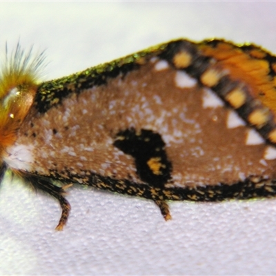 Epicoma melanosticta (Common Epicoma) at  - suppressed by PJH123