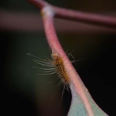 Lepidoptera unclassified IMMATURE (caterpillar or pupa or cocoon) at Yarralumla, ACT - 6 Aug 2025 by NateKingsford