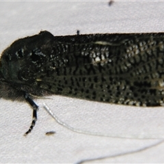 Endoxyla dictyoschema (A Cossid moth (Zeuzeriinae)) by PJH123