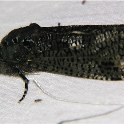 Endoxyla dictyoschema (A Cossid moth (Zeuzeriinae)) at  - suppressed by PJH123