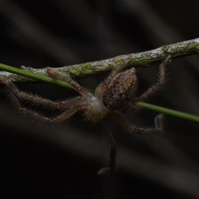 Neosparassus sp. (genus) (Badge huntsman) at Yarralumla, ACT - 6 Aug 2025 by NateKingsford