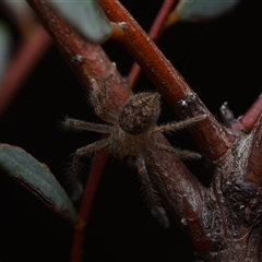 Neosparassus sp. (genus) (Badge huntsman) at Yarralumla, ACT - 6 Aug 2025 by NateKingsford