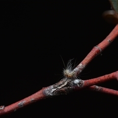 Uraba lugens (Gumleaf Skeletonizer) at Yarralumla, ACT - 6 Aug 2025 by NateKingsford