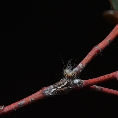 Uraba lugens (Gumleaf Skeletonizer) at Yarralumla, ACT - 6 Aug 2025 by NateKingsford