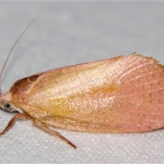 Callizyga dispar (Hypertrophidae) by PJH123