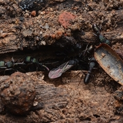 Rhytidoponera metallica (Greenhead ant) at Yarralumla, ACT - 6 Aug 2025 by NateKingsford