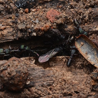 Rhytidoponera metallica (Greenhead ant) at Yarralumla, ACT - 6 Aug 2025 by NateKingsford