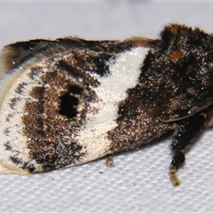 Eloasa atmodes (A Cup moth (Limacodidae) by PJH123