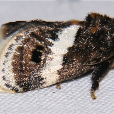 Eloasa atmodes (A Cup moth (Limacodidae) at  - suppressed by PJH123