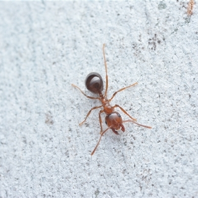 Notoncus sp. (genus) (A Notoncus ant) at Yarralumla, ACT - 6 Aug 2025 by NateKingsford