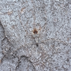 Tamopsis sp. (genus) (Two-tailed spider) at Yarralumla, ACT - 6 Aug 2025 by NateKingsford
