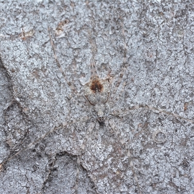 Tamopsis sp. (genus) (Two-tailed spider) at Yarralumla, ACT - 6 Aug 2025 by NateKingsford