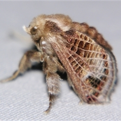 Doratifera vulnerans (Mottled Cup Moth) at Good Night, QLD - 27 Oct 2008 by PJH123