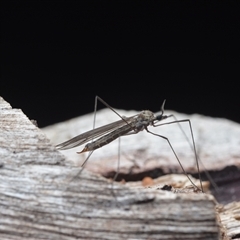 Limoniidae (family) (Unknown Limoniid Crane Fly) at Yarralumla, ACT - 6 Aug 2025 by NateKingsford