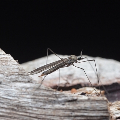 Limoniidae (family) (Unknown Limoniid Crane Fly) at Yarralumla, ACT - 6 Aug 2025 by NateKingsford