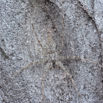 Tamopsis sp. (genus) (Two-tailed spider) at Yarralumla, ACT - 6 Aug 2025 by NateKingsford