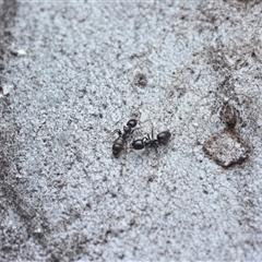 Formicidae (family) (Unidentified ant) at Yarralumla, ACT - 6 Aug 2025 by NateKingsford