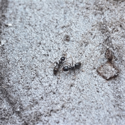 Formicidae (family) (Unidentified ant) at Yarralumla, ACT - 6 Aug 2025 by NateKingsford