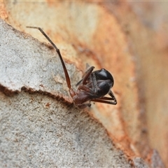 Camponotus intrepidus (Flumed Sugar Ant) at Yarralumla, ACT - 6 Aug 2025 by NateKingsford