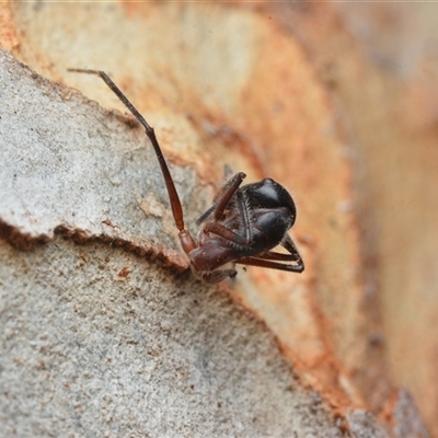 Camponotus intrepidus (Flumed Sugar Ant) at Yarralumla, ACT - 6 Aug 2025 by NateKingsford