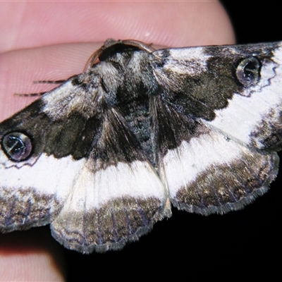 Donuca castalia (An Erebid moth (Catocalini)) at  - suppressed by PJH123
