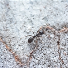Anonychomyrma sp. (genus) (Black Cocktail Ant) at Yarralumla, ACT - 6 Aug 2025 by NateKingsford