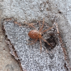 Euryopis sp. (genus) (An ant eating spider) at Yarralumla, ACT - 6 Aug 2025 by NateKingsford