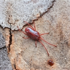 Rainbowia sp. (genus) (A mite) at Yarralumla, ACT - 6 Aug 2025 by NateKingsford