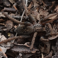 Mituliodon tarantulinus (Prowling Spider) at Yarralumla, ACT - 6 Aug 2025 by NateKingsford