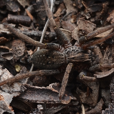 Mituliodon tarantulinus (Prowling Spider) at Yarralumla, ACT - 6 Aug 2025 by NateKingsford
