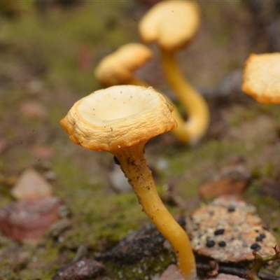 Lichenomphalia chromacea (Yellow Navel) at Yarralumla, ACT - 6 Aug 2025 by NateKingsford