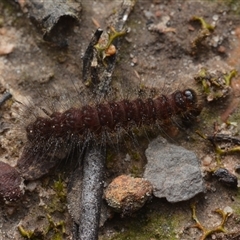 Lepidoptera unclassified IMMATURE (caterpillar or pupa or cocoon) at Yarralumla, ACT - 6 Aug 2025 by NateKingsford