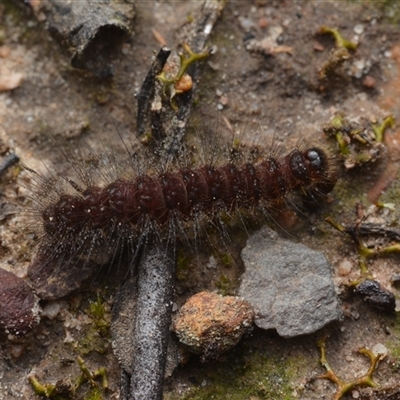 Lepidoptera unclassified IMMATURE (caterpillar or pupa or cocoon) at Yarralumla, ACT - 6 Aug 2025 by NateKingsford