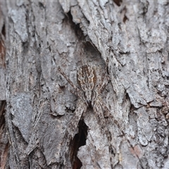 Tamopsis fickerti (Two-tailed spider) at Yarralumla, ACT - 6 Aug 2025 by NateKingsford