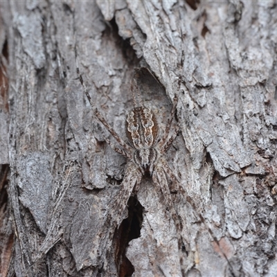 Tamopsis fickerti (Two-tailed spider) at Yarralumla, ACT - 6 Aug 2025 by NateKingsford