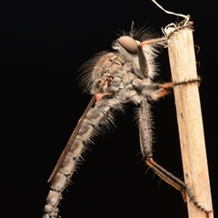 Cerdistus sp. (genus) (Slender Robber Fly) at Watson, ACT - 6 Sep 2023 by NateKingsford
