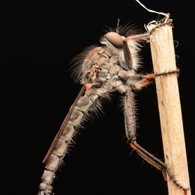 Cerdistus sp. (genus) (Slender Robber Fly) at Watson, ACT - 6 Sep 2023 by NateKingsford