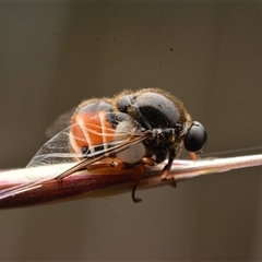 Ogcodes basalis (A hunch-back fly) at Watson, ACT - 4 Nov 2023 by NateKingsford