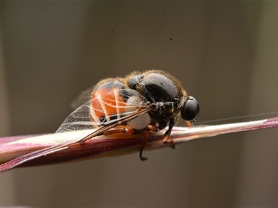 Ogcodes basalis (A hunch-back fly) at Watson, ACT - 4 Nov 2023 by NateKingsford