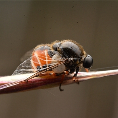 Ogcodes basalis (A hunch-back fly) at Watson, ACT - 4 Nov 2023 by NateKingsford