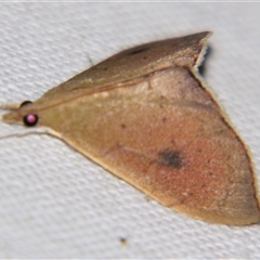 Hyalobathra archeleuca (A Crambid moth (Pyraustinae)) at Tamborine Mountain, QLD - 11 May 2013 by PJH123