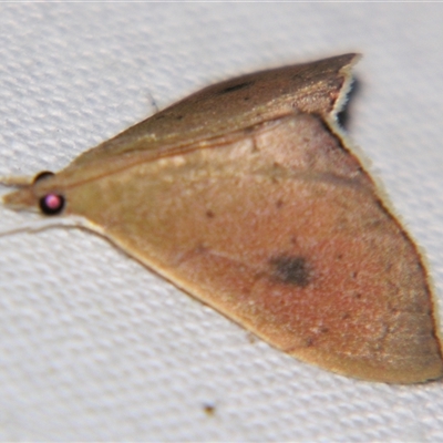 Hyalobathra archeleuca (A Crambid moth (Pyraustinae)) at Tamborine Mountain, QLD - 11 May 2013 by PJH123