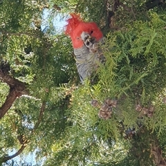 Callocephalon fimbriatum (Gang-gang Cockatoo) at Kingston, ACT - 7 Aug 2025 by jmcleod