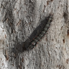 Anestia (genus) (A tiger moth) at Hall, ACT - 6 Aug 2025 by Anna123