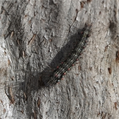 Anestia (genus) (A tiger moth) at Hall, ACT - 6 Aug 2025 by Anna123