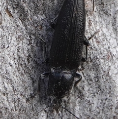 Crepidomenus fulgidus (Click beetle) at Hall, ACT - 7 Aug 2025 by Anna123