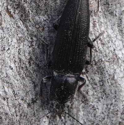 Crepidomenus fulgidus (Click beetle) at Hall, ACT - 7 Aug 2025 by Anna123