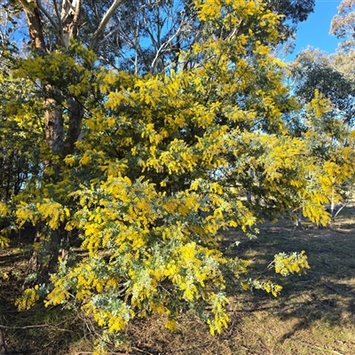 Acacia baileyana (Cootamundra Wattle, Golden Mimosa) at Strathnairn, ACT - 6 Aug 2025 by Mike