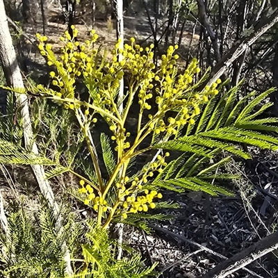 Acacia decurrens (Green Wattle) at Strathnairn, ACT - 6 Aug 2025 by Mike