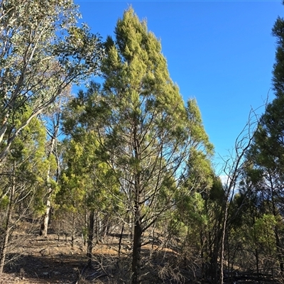 Callitris endlicheri (Black Cypress Pine) at Strathnairn, ACT - 6 Aug 2025 by Mike